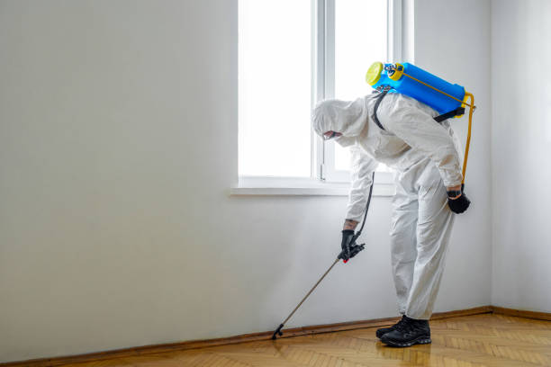 Insect Control in St Ann, MO